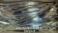 2026년 10월 24일 토요일 내만 갈치 조황