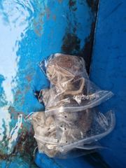 [오천항 갈매기호] 10월 24일 쭈꾸미, 갑오징어 낚시 조황입니다.
