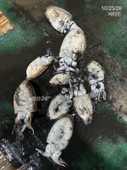 [진해] 비가 내려도 주꾸미&갑오징어 그리고 문어 손맛은 굿~