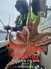 연일 대물돌문어 키로급들 쭉쭉 뽑고 있습니다 목요일부터 자…