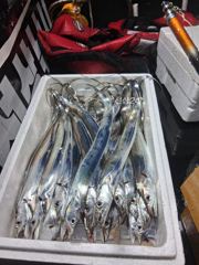 #목포야타피싱 #23일 #야간갈치낚시 #조황!