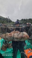 통영한바다호ㅡ문어 토요일조황.키로까지~~