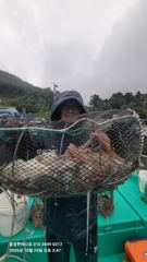 [통영] 통영한바다호ㅡ문어 토요일조황.키로까지~~