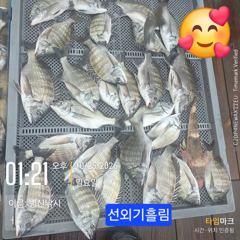 병산 감성돔4짜외 마리수 우중속의 선상배&선외기흘림