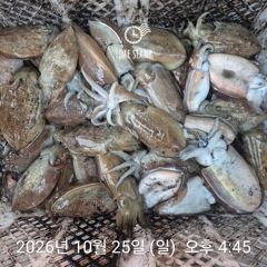 1   [거제] 주말 갑오징어 돌문어 감성돔 전갱이 선외기조황 1