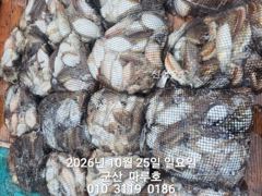 ★★ 10 / 25 [군산 대일피싱] 마루호 갑오징어 조황입니다. ~! 화요일 7자리 가능합니다.~!