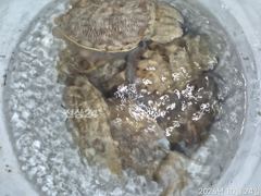 24일 토요일 갑오징어 오후낚시조황입니다