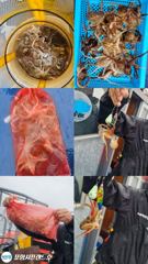 [포항] 오전 쭈꾸미 /오후 돌문어