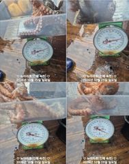 [진해] 돌문어 kg이상만 20여수 대박마리수(이벤트)