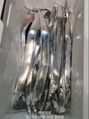 내만갈치 빗속에도 3지 3지반 막나와요 화요일 예약가능합니다