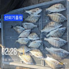 병산 감성돔마리수 선외기흘림조황~~