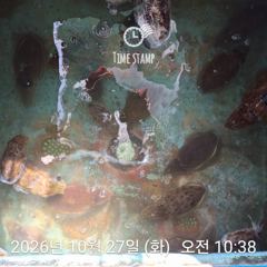 [사천] 갑오징어만 잡기!