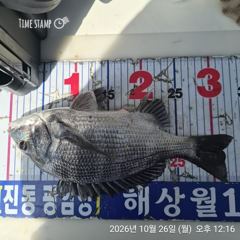 [마산] 해상월1ᆢ감성돔 퍽퍽 마릿수조황임니다!!( 26일)