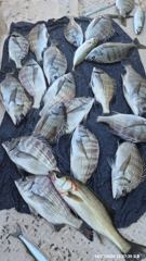 [마산] 피싱 투어 오늘(27) 조항