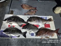 [거제] 4짜 후반 감성돔 조황입니다.