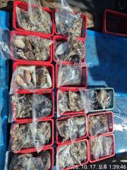 쭈꾸미 갑이 다잡아 ᆢ 물때 날씨. 좋은 일요일 아침 7시 출동합니다