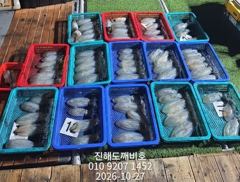 팁런무늬오징어 오늘날씨좋습니다 오늘자리여유많습니다