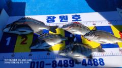[마산] 장원호 조업차 감성돔 조항입니다