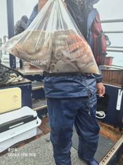 대사리물때에도 문어가. 퍽퍽 걸리네요