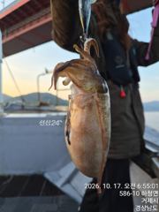 [진해] 쭈꾸미 갑이 다잡아 날씨 물때 좋은 일요일 아침 7시. 예약가능