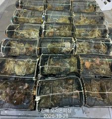 야간문어:6연타에 피딩까지 쭉쭉 뽑아냈습니다.~오늘예약가능