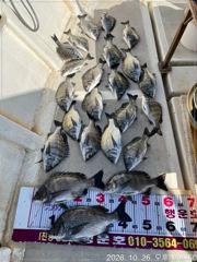 진동(행운호)36.5외 감성돔 조황(23수)
