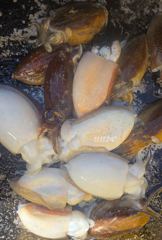 [서산,태안] 1028 대사리 물량 가장 많아도 어마어마한 싸이즈 갑오징어 쭈…
