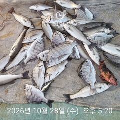 [사천] 삼천포 내만권 감성돔