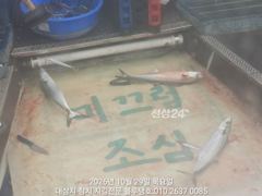 [경주] 29/목, 아침현장ㅡ대삼치, 고시, 방어 지천!