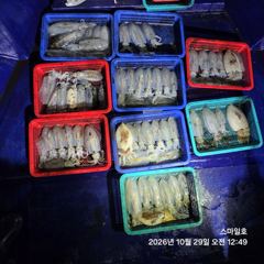 (무늬)내만팁런 아직 좋네요~64수 고구마들~스마일호(오늘예약)