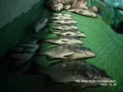 [거제] 【거제 비버호】마리수 조황 야간 감성돔, 참돔 조황 (예약가능)…