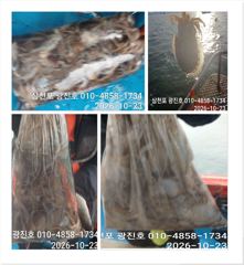 [사천] 왕쭈꾸 출조 {선비,할인} 금,토,일,월,화,자리여유 예약중