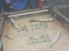 29/목, 오전ㅡ대삼치, 고시삼치, 방어 여전한 폭발 조황!