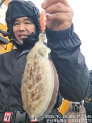 ●군산제일피싱호 큰갑오징어 실시간 잘 나옵니다●낼자리
