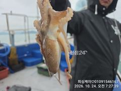 돌문어 키로급들 달라붙고~~ 낼부터 쭈구미 출항확정!