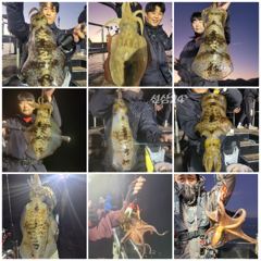 무늬오징어 문어 ㅡ 병행