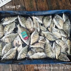 1   [거제] 4짜부터~마릿수 감성돔흘림 갑오징어 돌문어 전갱이 선외기조황 1