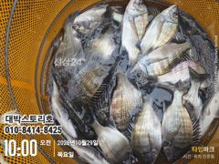 감성돔흘림 ~(실시간) 쉴새없이 폭풍입질 쭉쭉 가져갑니다 ~