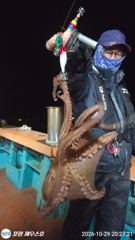 실시간 포항선상낚시 돌문어 숭덩숭덩~잘 올라오고~11/1.일요일.오후4시 출항~.