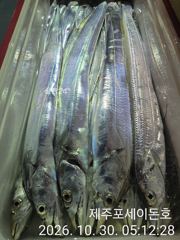 10월 29일 제주포세이돈호 갈치조황 입니다