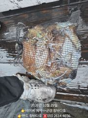 29일 너울에 갑이는 잘 나와요~[군산 참바다호] 2일 3일 4일 문어 모집