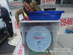 [진해] "돌문어"3.4kg2.5kg2.4kg2.0kg1.5kg1.4kg…