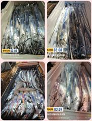 [통영] 통영 뉴 아시아호>> 대갈치와 수중전 사투 !!