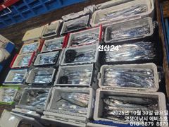 은빛 돼지 갈치 쭉쭉댕기고 일부터 가능