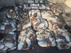 30일, 군산 갑오징어~오늘도 제대로 나와요~망탱이 대박~~내일도 갑니다~군산낚시프라자 그랜드호