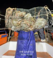 야간문어:가을문어가 입항때까지 줄줄이 히트~오늘예약가능