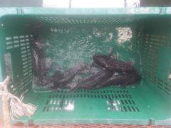 삼길포 만석좌대 10월 30일 입어식 조황 입니다