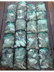 [먹물조황] 10월30일 갑쭈 조황