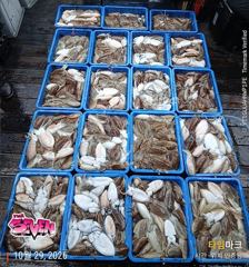 【 마릿수보다 사이즈! 덩치 좋은 찰갑이들 】 군산 뉴세븐호 10월 30일 갑오징어 조황