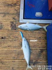 초보자분들도 잡아 올리는 대삼치 실시간..